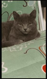 Cat hunter