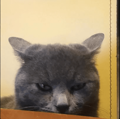 Cute cat