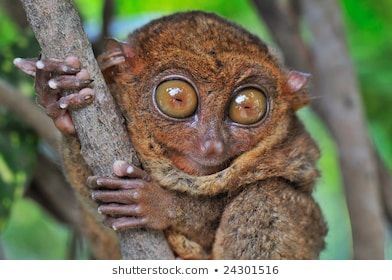 Bigeyed tarsier looking surprised 260nw 24301516
