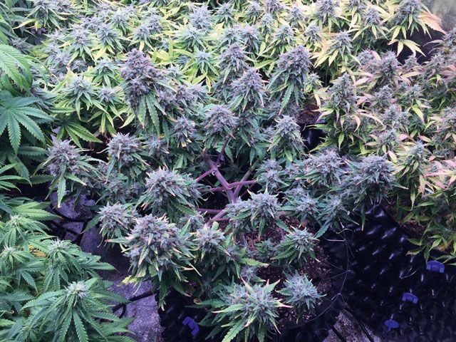 Big in Japan grow Magazon 01 2020 2