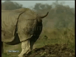 Giphy