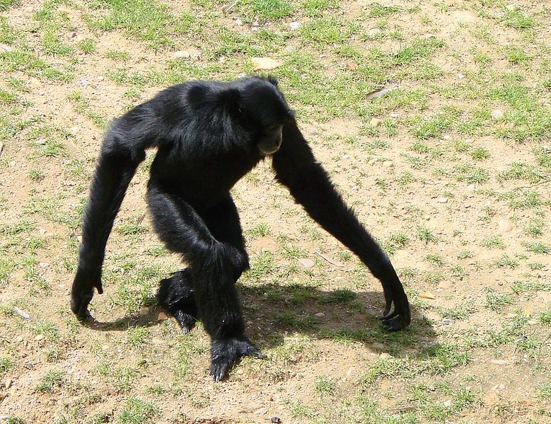 779px Siamang 140806