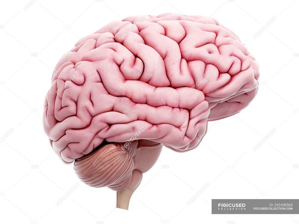 Focused 243438568 stock photo illustration human brain white background