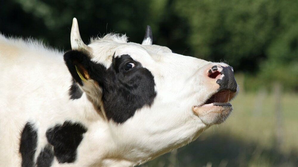 MOOOOOOOO