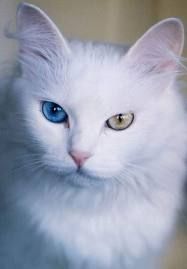 F4e0f7b00b753a12d2474c99ace78bc0  ankara turkish van cats