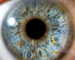 Blue Eye close up