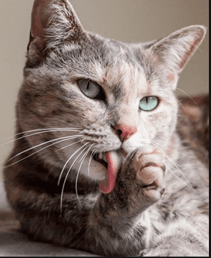 Hot cat