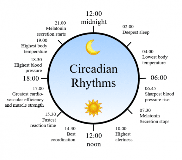 1462983035 circadian rhythm clock 600x528 grande