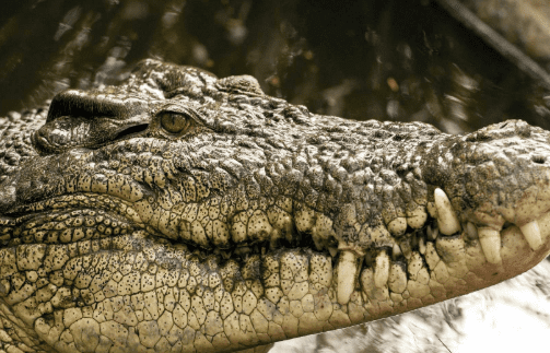 Crocodile barrett 2