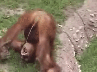 Monkey