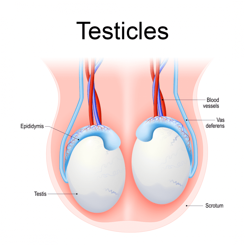 800 lg
