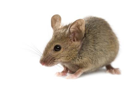 45551953 wood mouse in front of a white background