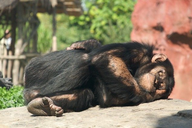 Sleeping monkey