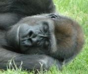 963360 gorilla sleeping  01