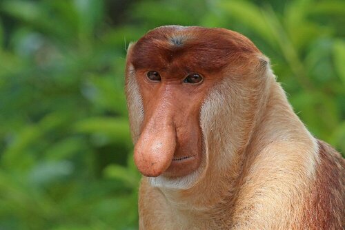 Proboscis monkey Nasalis larvatus male head