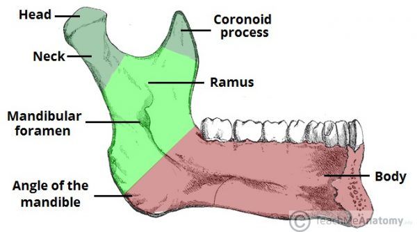 Bony Landmarks of the Mandible Ramus Body Angle 600x334