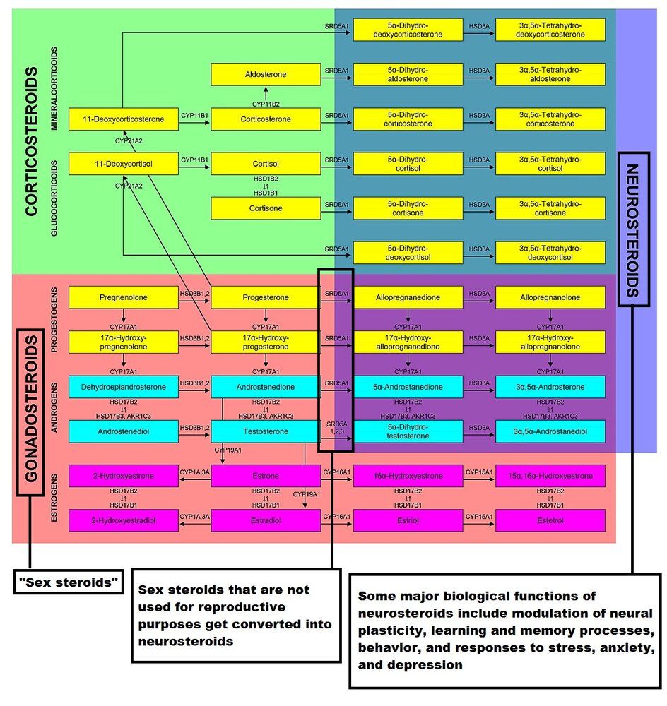 1280px Biosinthesis of steroid hormones extended version