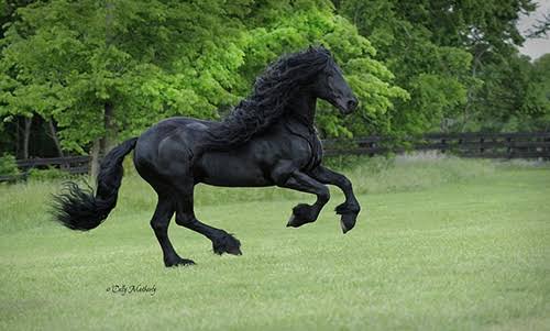 Images 16