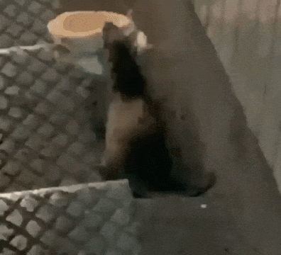 McMuffin Rat