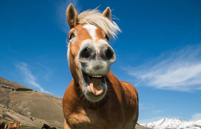 233715 700x450 9 funny horse show videos