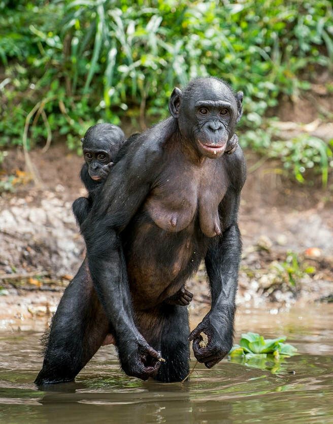 Bonobo istock 637995194 resize
