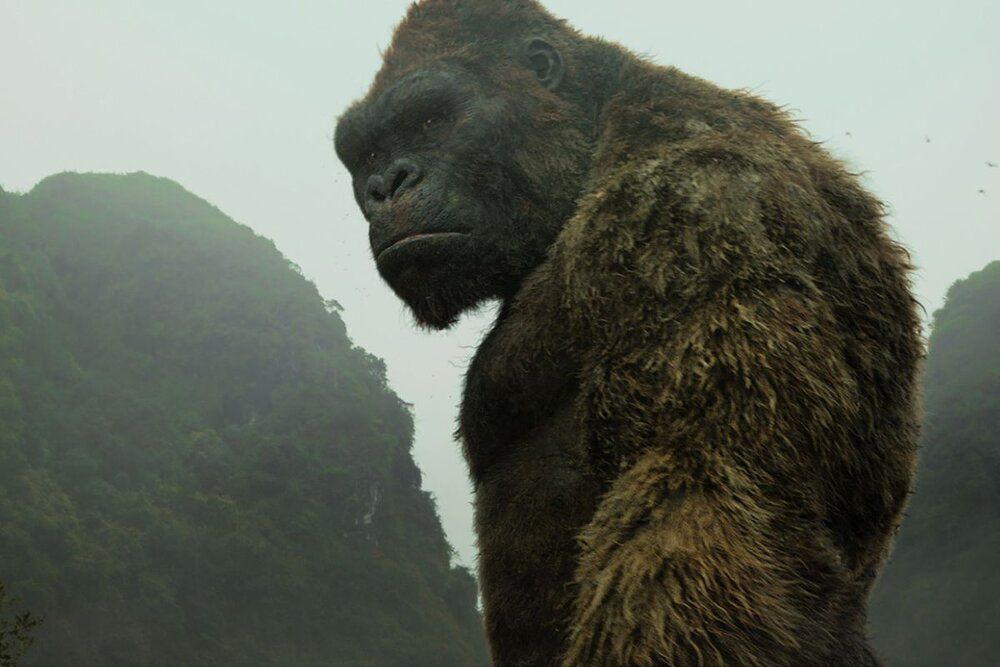 KONG TRL1 002 VFX 20400