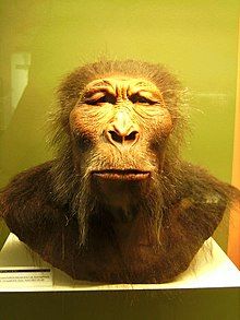 220px Paranthropus boisei