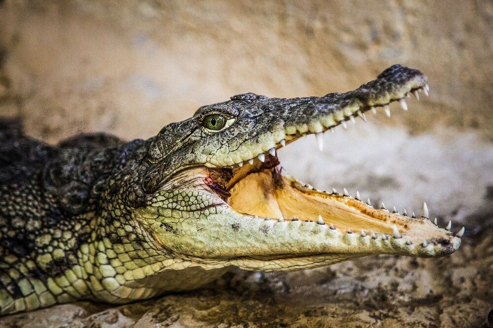 Crocodile