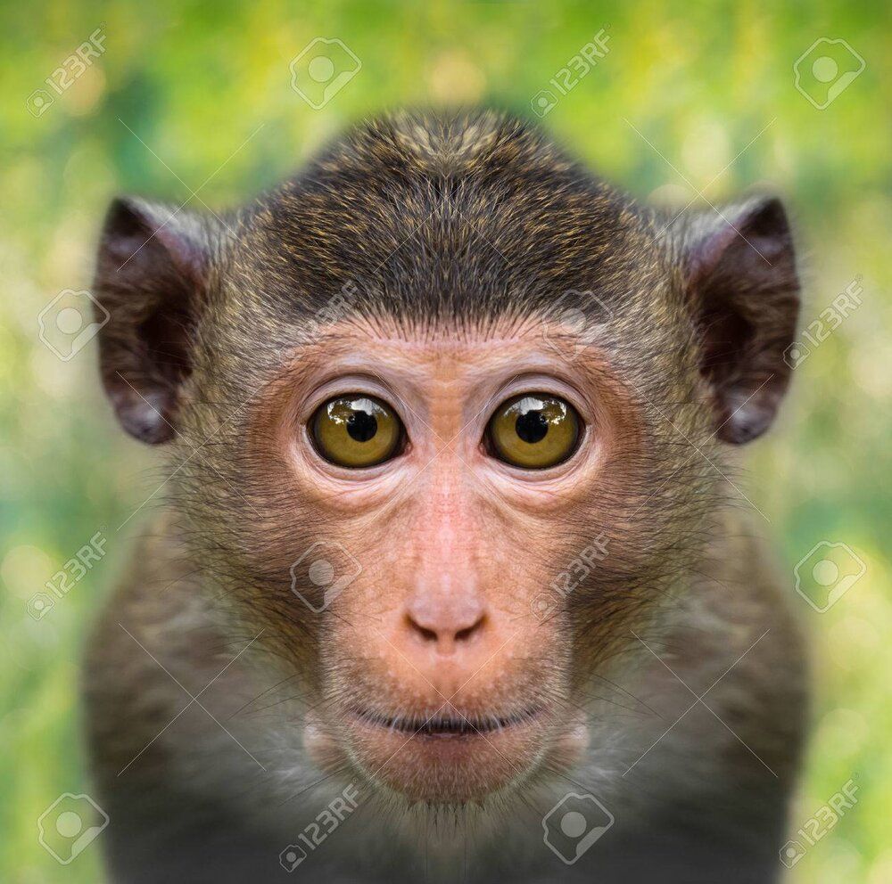 66572799 funny monkey face close up with big eyes