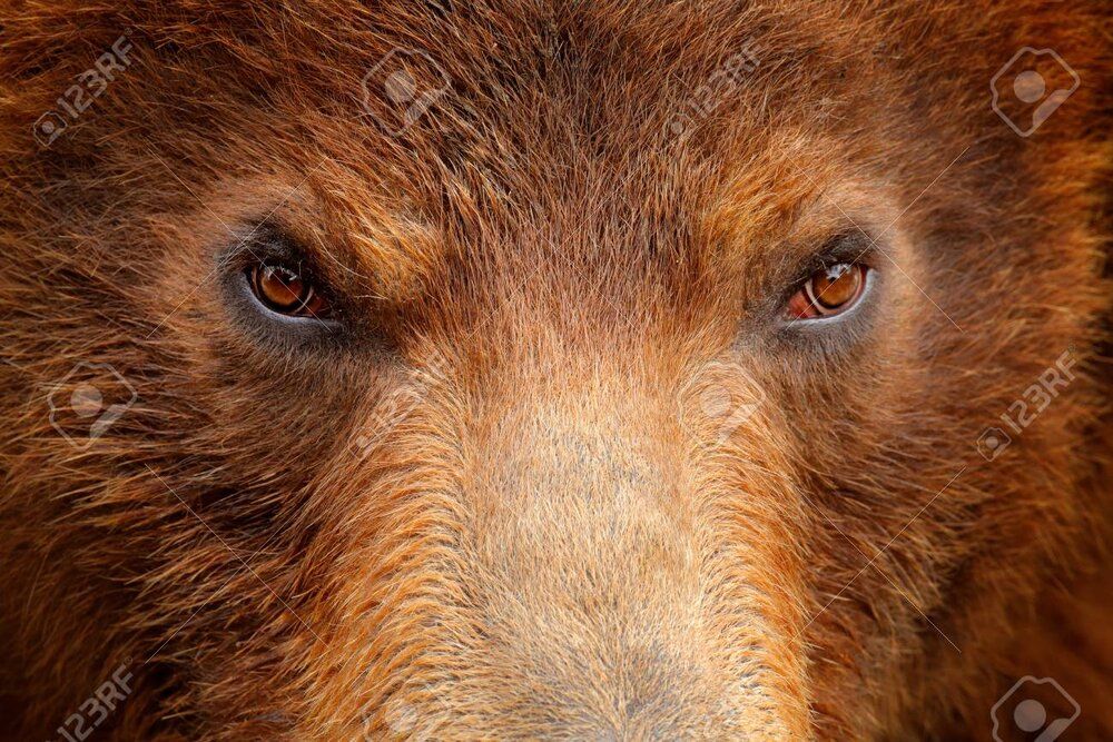 103893611 brown bear close up detail eye port