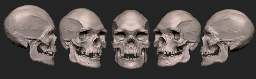 Aboriginal skull