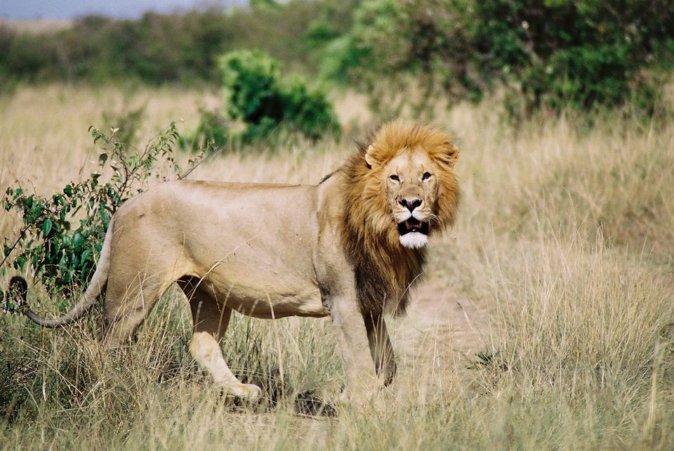 Lion