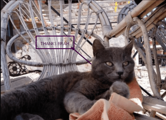 Cute cat brah