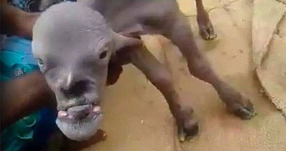 Goat face