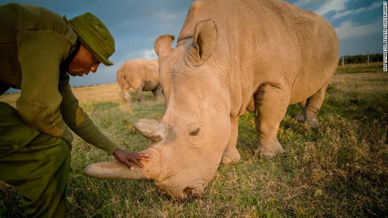 190823161343 01 white rhino egg harvest exlarge 169