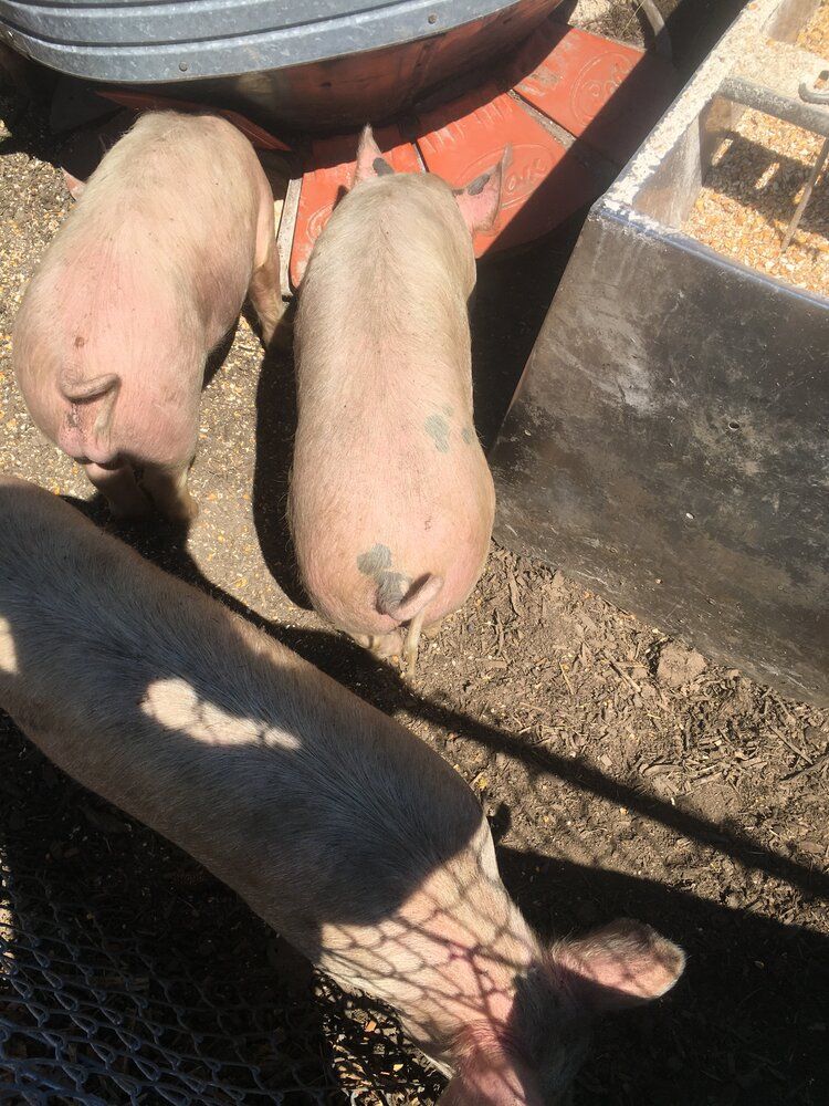 A685CF07 4090 418F 9C37 E60676B10AC8