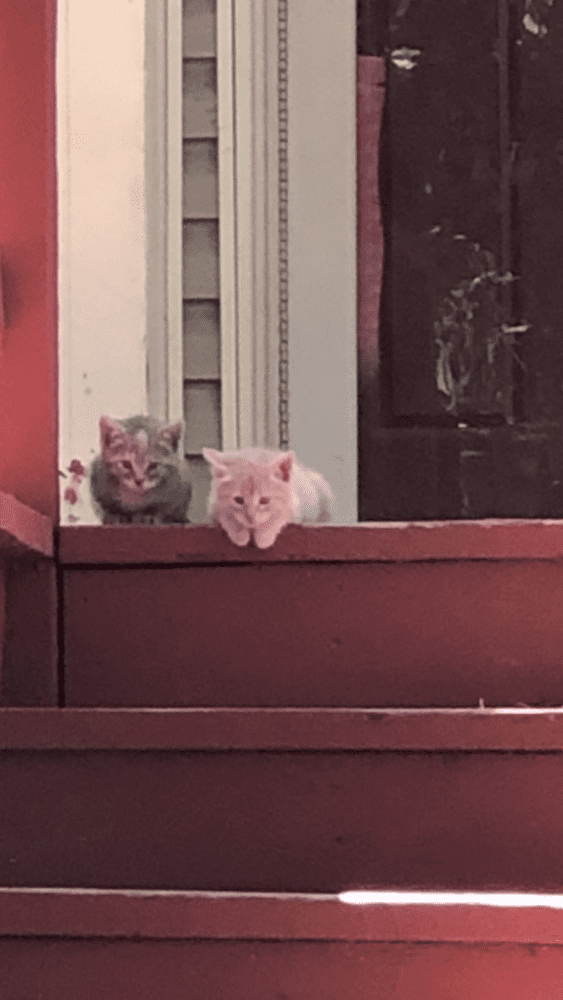 80D84369 173D 4688 A8BA 3CAB2F89B364