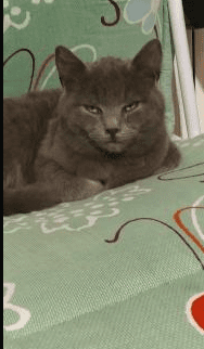 Slayer cat