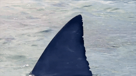 Shark lurking