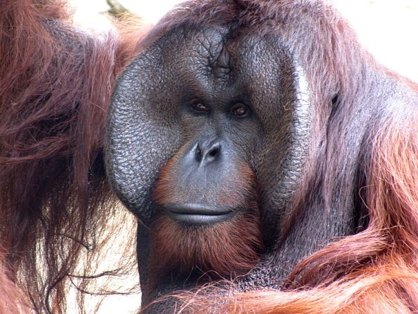 Orangutanlargemaleportrait