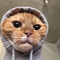3323