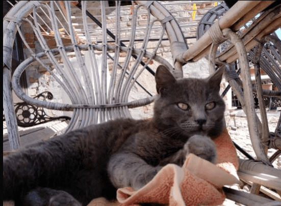 Cute cat