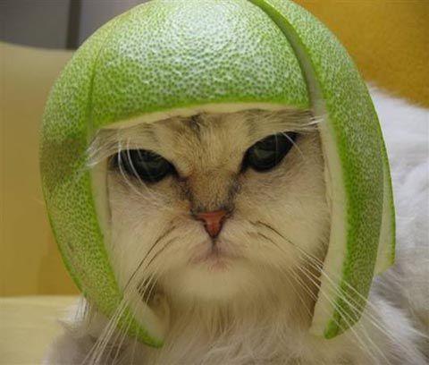 Lime cat