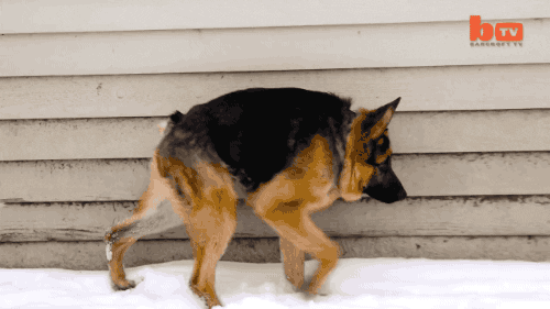 Doglet