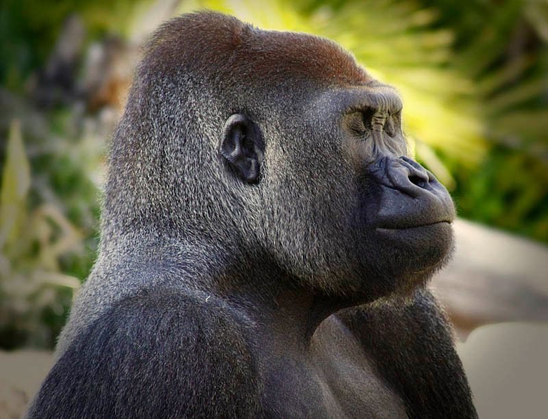 Gorilla profile
