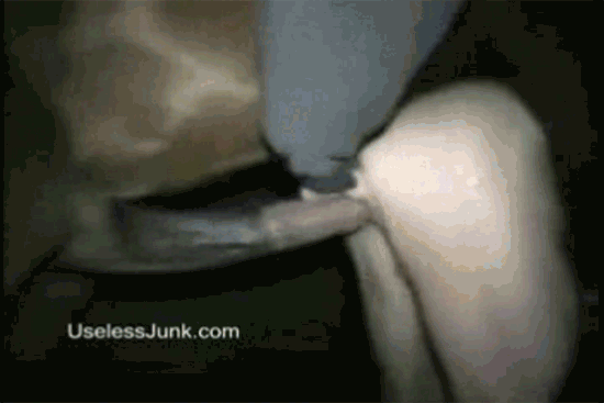 Horse1