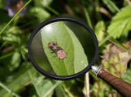 Ladybuglossus