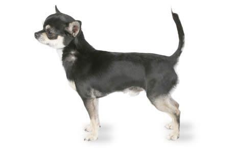 File 23102 chihuahua 460x290