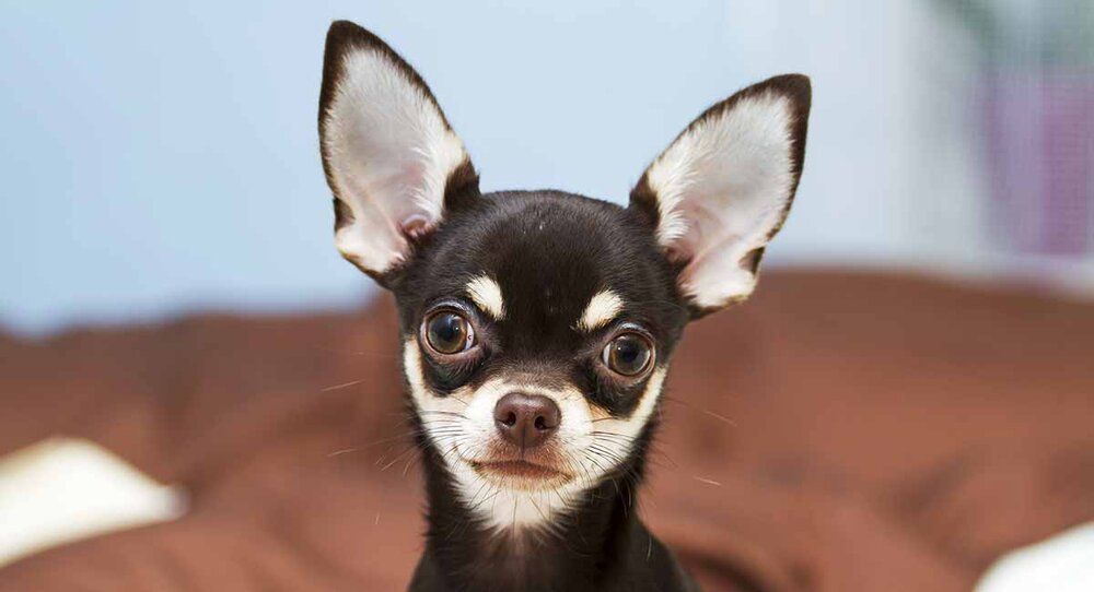 Black And White Chihuahua long