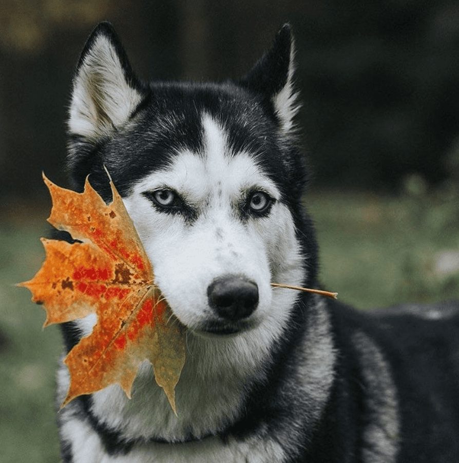 Screen Shot 2017 09 28 at 85008 PM